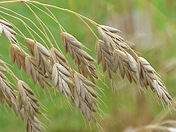 Bromus secalinus