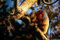vrsta majmuna porijeklom iz Amazone, pod nazivom Bijeli-Wacary
