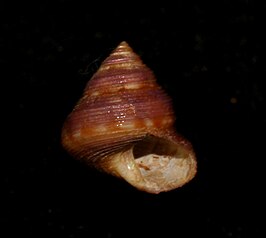 Calliostoma supragranosum