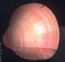 Nemocardium (Nemocardium) bechei