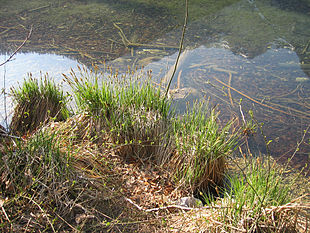 Stiv Star (Carex elata) Foto: Harald Berger