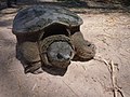 Central American snapping turtle