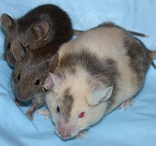 Πολλά πειράματα σχετικά με τον χιμαιρισμό γίνονται σε ποντίκια