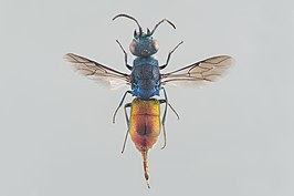 Chrysis borealis