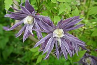 Clematis 'Blue Bird'