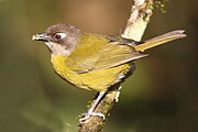 Common bush tanager (Chlorospingus flavopectus)