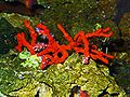 Corallium rubrum o coral rojo.