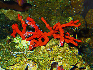 Corallium rubrum, Coralliidae, Precious Coral,...