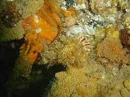 Cremnochorites capensis