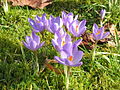 Crocus etruscus 'Zwanenburg'