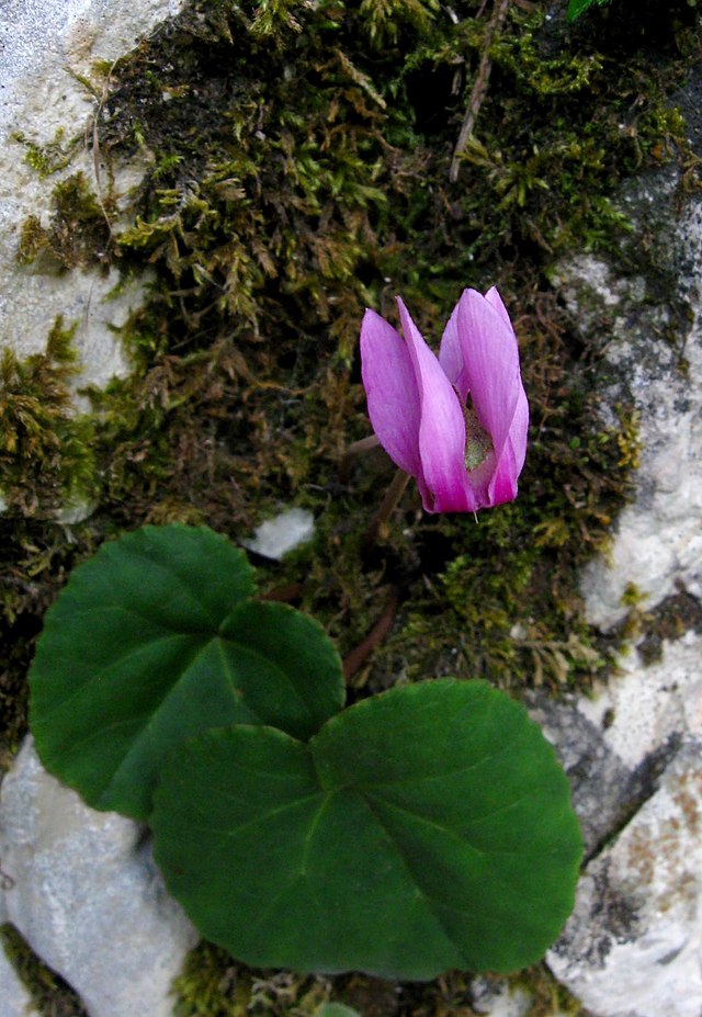 File:Cyclamen_purpurascens_plain_leaf.jpg