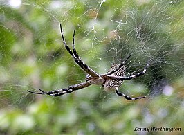 Cyrtophora moluccensis margaritacea