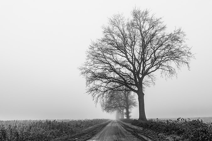 雾中的树木。摄于德国杜尔门。