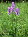 Tengere heideorchis (Dactylorhiza maculata subsp. elodes)