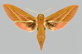 Deilephila rivularis