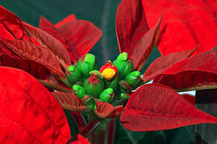 Gros plan d’une inflorescence d’Euphorbia pulcherrima, plus connue sous le nom « d’Étoile de Noël ». On la connaît également sous le nom de « poinsettia », qui est en réalité un ancien nom de genre qui rendait hommage au premier ambassadeur des États-Unis au Mexique, Joel Roberts Poinsett. (définition réelle 1 500 × 997)