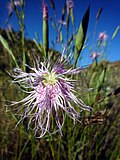 Miniatura para Dianthus broteri