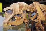 Diprotodon skull