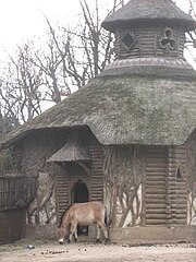 Склониште коња, Пржевалског