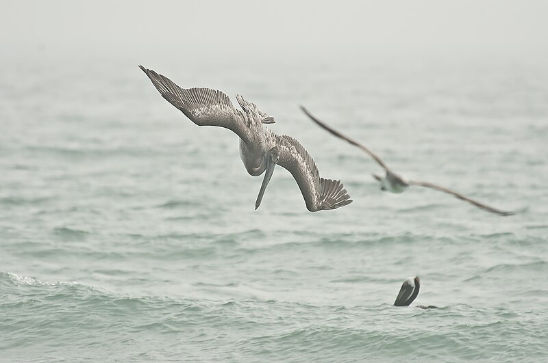 File:Diving pelican.JPG