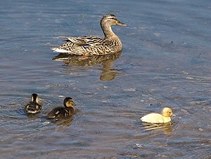 English: Duck and ducklings, Frogmore "Go...