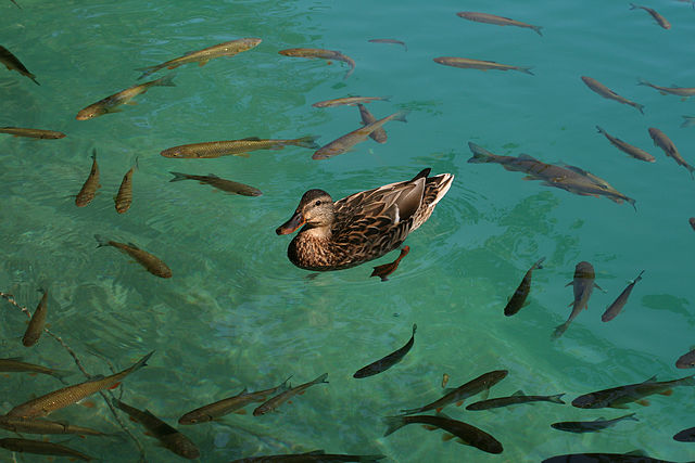 File:Duck_and_fishes_in_Plitvice_Lakes_National_Park.jpg