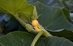 Młody owoc dyni zwyczajnej (Cucurbita pepo)
