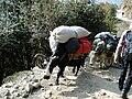 Dzo carrying goods near Lukla.