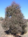 Miniatura para Eucalyptus nicholii