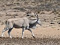 Eland