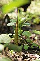 Didysis asiūklis (Equisetum telmateia) 3 kategorija