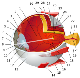 1:posterior segmento 2:ora serrata 3:ciliary muskolo 4:ciliary zonule'oj 5:Schlemm's kanalo 6:pupil 7:anterior kamero 8:cornea 9:iris 10:lens kortekso 11:lens nukleo 12:ciliary proceso 13:conjunctiva 14:inferior oblikva muskule 15:inferior-rectus-muskule 16:medial rekta muskolo 17:retinal arterioj kaj vejnoj 18:optic disko 19:dura patrino 20:central retina arterio 21:central retina vejno 22:optic nervo 23:vorticose vejno 24:bulbar ingo 25:macula 26:fovea 27:sclera 28:choroid 29:superior rekta muskolo 30:retina