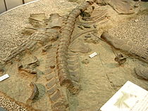 Futabasaurus