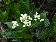 Gaertnera vaginata buds.JPG