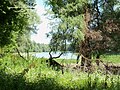 Forêt de Gemenc : un bras mort du Danube