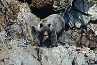 Glacier Blue Bear