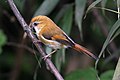 Golden parrotbill