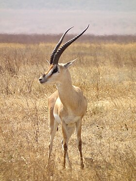 Gazela-de-grant (Nanger granti) na Tanzânia
