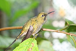 Колібрі-довгохвіст смарагдовий (Lesbia nuna)