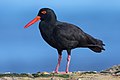 Image 24 Sooty oystercatcher Photograph credit: John Harrison The sooty oystercatcher (Haematopus fuliginosus) is a species of wading bird endemic to Australia. It frequents the intertidal zone on sand, shingle or pebble beaches, mudflats, and saltflats. With a length of 42 to 52 cm (16.5 to 20.5 in), females are slightly larger than males, and have relatively longer beaks. The two sexes differ in their diets; females tend to select soft prey such as small fishes and crabs, bluebottle jellyfishes and sea squirts, which they can swallow whole, while males choose hard prey such as mussels, turban shells and periwinkles. More selected pictures