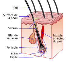 Hair follicle-fr.svg