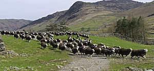 A herd of Herdwick sheep in Cumbria.