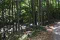 Bamboo trees along the trail