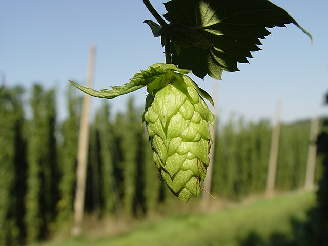 Hop cone in a Hallertau, Germany, hop yard