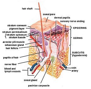 A complete diagram of the human skin.