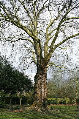 Platanus × acerifolia