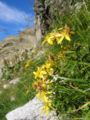 Hypericum richeri subsp. burseri