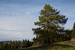 Lärche (Larix decidua)