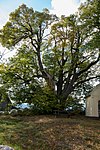 Lindengruppe (Tilia cordata)