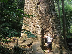 Kabark-Tree Taksin Maharat NP.jpg